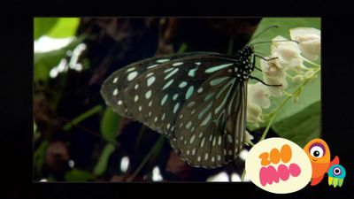 Caterpillars and Butterflies