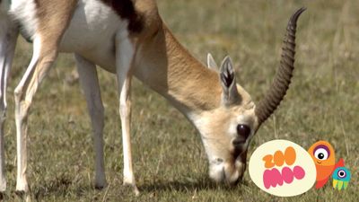 Antelopes