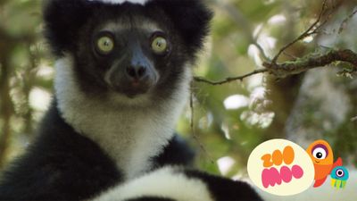 Lemurs