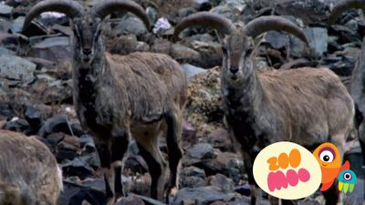 Mountain Sheep