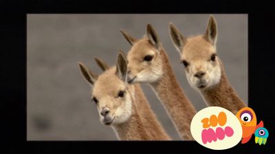 South American Camels