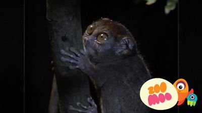 Tarsiers