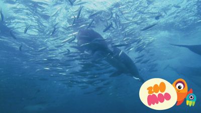 Sensational Sardines