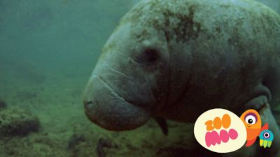 Manatee Danger