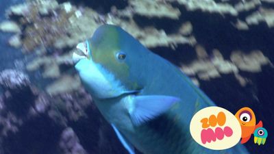 Parrotfish Pooh