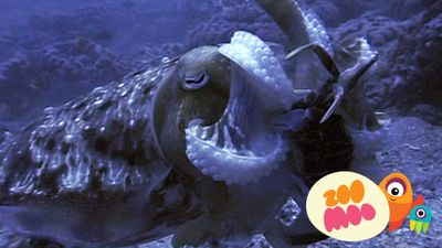 Cuttlefish Camouflage