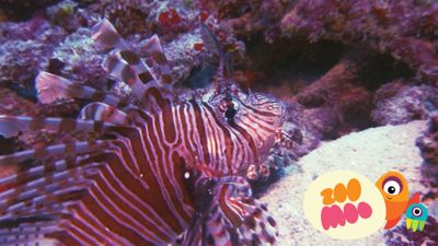 Hair Like A Lionfish