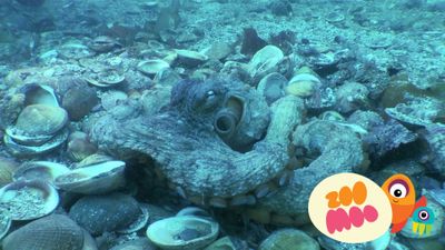 The Invisible Octopus