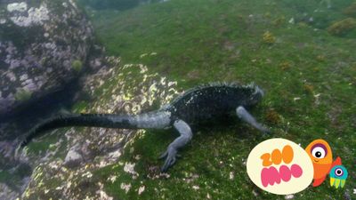 The Amazing Swimming Lizard