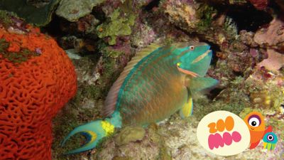 Parrotfish Snotting Sleeping Bag