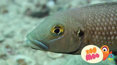 Shell Castle Cichlids