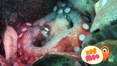 Overworked Octupuses