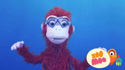 The Mystery Meeting - Stingrays