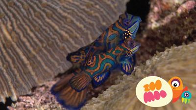 M is for Mandarin Fish