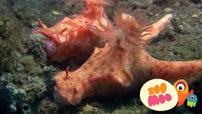N is for Nudibranch