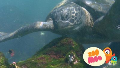 G is for Green Turtle