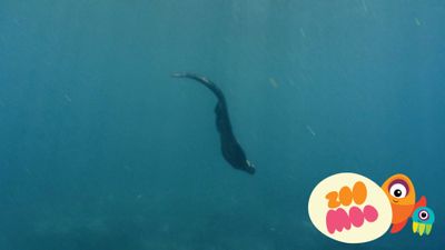 M is for Marine Iguana