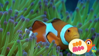 C is for Clownfish