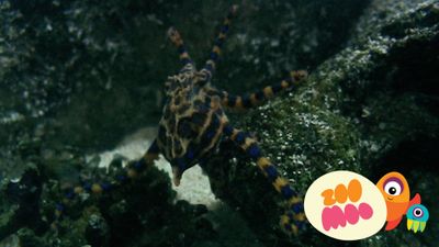 B is for Blue Ringed Octopus