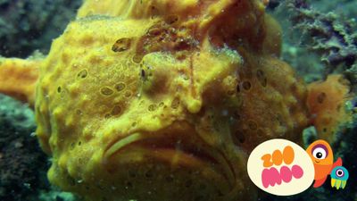 F is for Frogfish