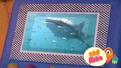 W is for Whale Shark