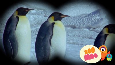 E is for Emperor Penguin