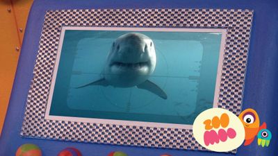 G is for Great White Shark