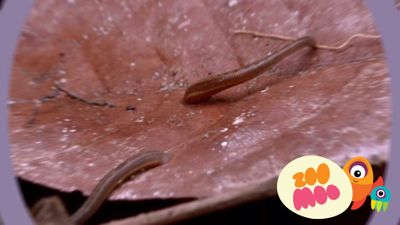 H is for Happy Faced Spider