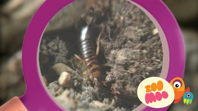E is for Earwig