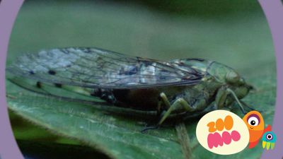 C is for Cicada