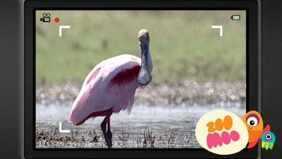 S is for Spoonbill