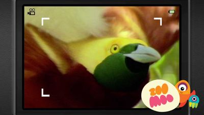 B is for Bird of Paradise