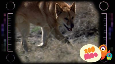 D is for Dingo