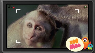 M is for Macaque