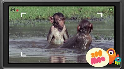 R is for Rhesus Monkey