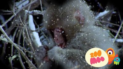 S is for Snow Monkey