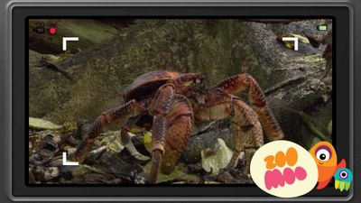 C is for Coconut Crab