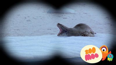 L is for Leopard Seal