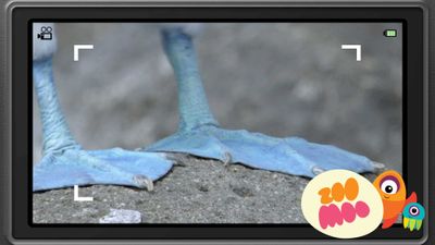 B is for Blue Footed Booby