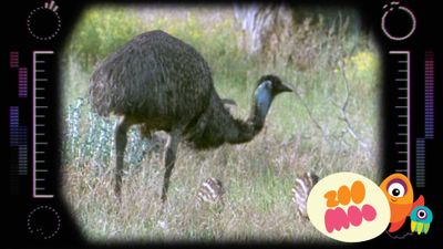 E is for Emu