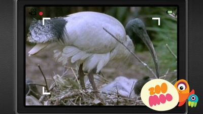 I is for Ibis