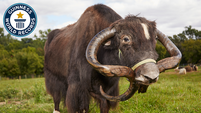Longest horns on a yak