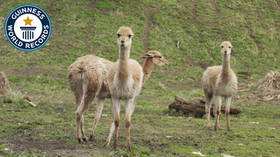 Shortest species of camel