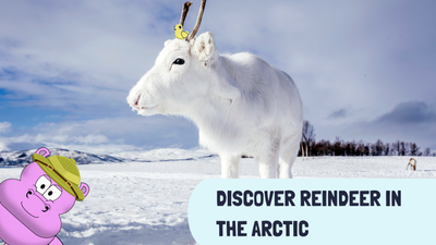 Discover Reindeer in the Arctic