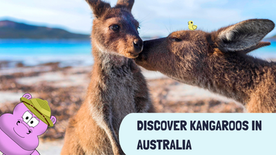 Discover Kangaroos in Australia