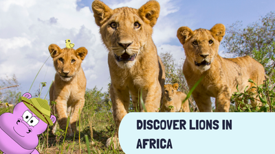 Discover Lions in Africa