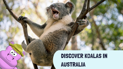 Discover Koalas in Australia