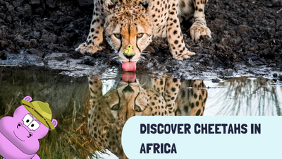 Discover Cheetahs in Africa