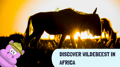 Discover Wildebeest in Africa