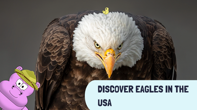 Discover Eagles in the USA